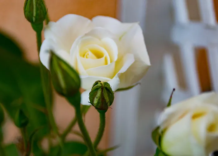 Linder בית הארחה