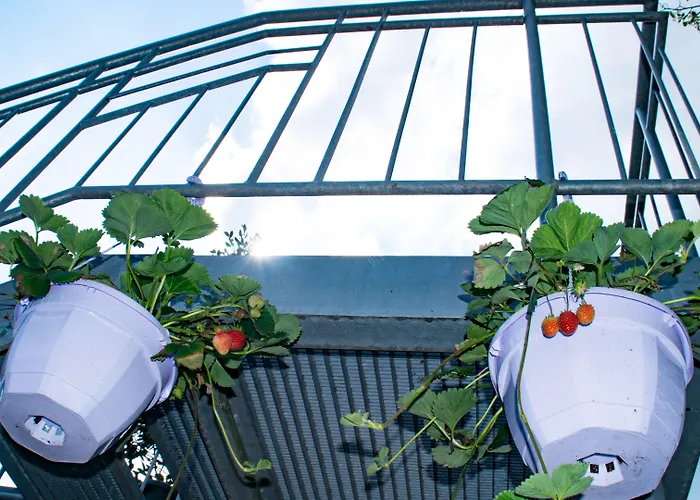 Linder בית הארחה